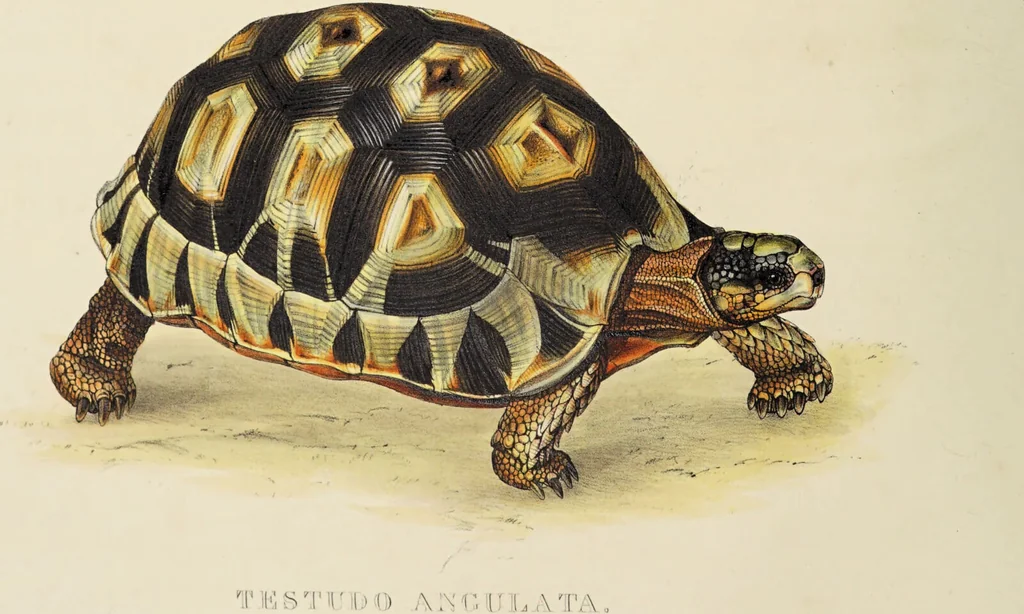 An illustration from A monograph of the Testudinata / [Thomas Bell]., 1832, leaf 60