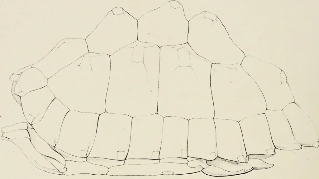 An illustration from A monograph of the Testudinata / [Thomas Bell]., 1832, leaf 68