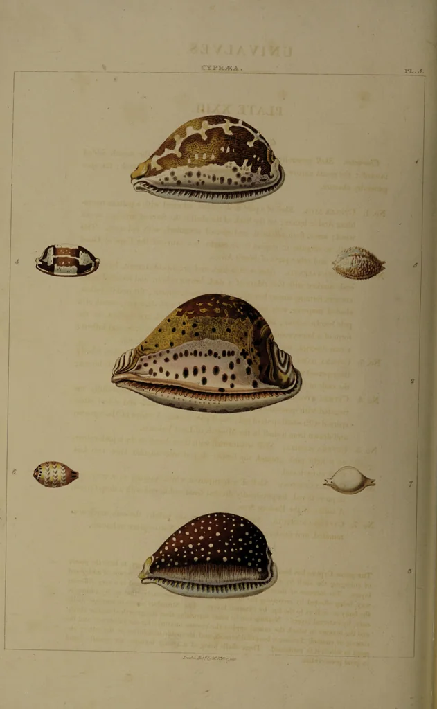 An illustration from Conchology, or the natural history of shells: containing a new arrangement of the genera and species. Illustrated by coloured engravings executed from the natural specimens, and including the latest discoveries / By George Perry., 1811, leaf 102