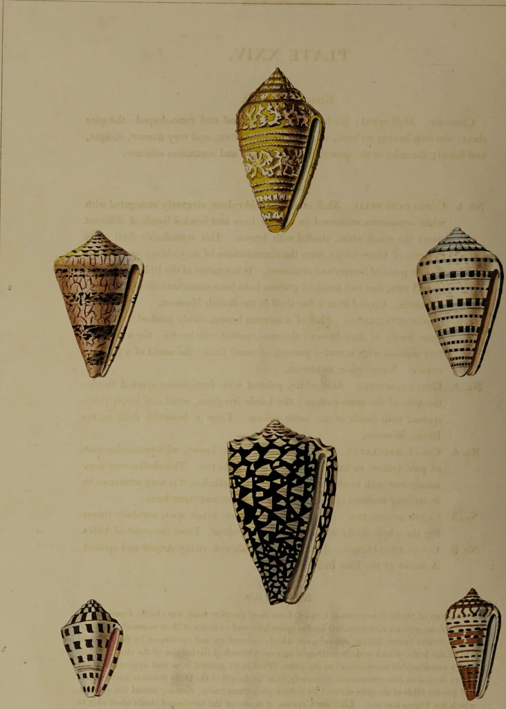 An illustration from Conchology, or the natural history of shells: containing a new arrangement of the genera and species. Illustrated by coloured engravings executed from the natural specimens, and including the latest discoveries / By George Perry., 1811, leaf 106