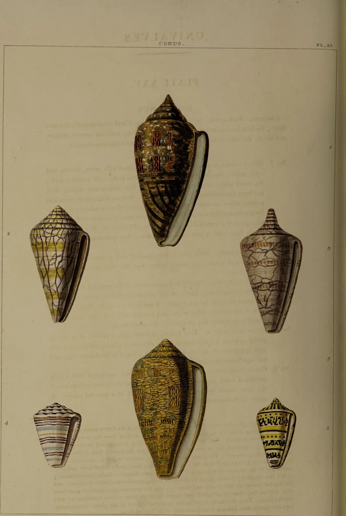 An illustration from Conchology, or the natural history of shells: containing a new arrangement of the genera and species. Illustrated by coloured engravings executed from the natural specimens, and including the latest discoveries / By George Perry., 1811, leaf 110