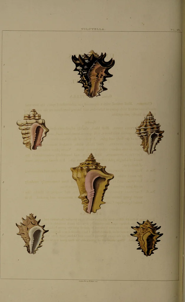 An illustration from Conchology, or the natural history of shells: containing a new arrangement of the genera and species. Illustrated by coloured engravings executed from the natural specimens, and including the latest discoveries / By George Perry., 1811, leaf 114