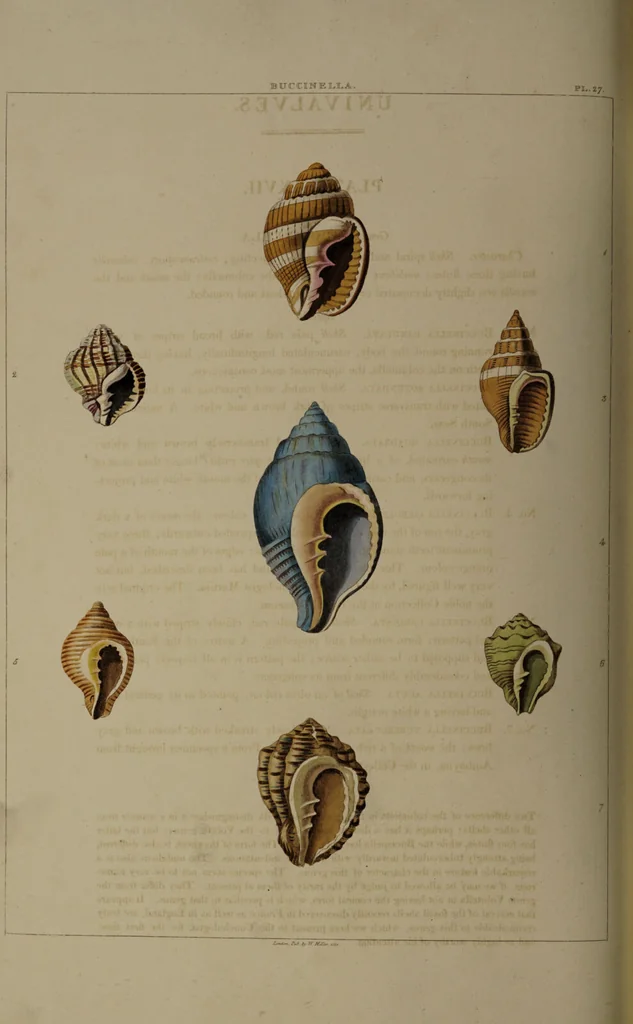 An illustration from Conchology, or the natural history of shells: containing a new arrangement of the genera and species. Illustrated by coloured engravings executed from the natural specimens, and including the latest discoveries / By George Perry., 1811, leaf 118