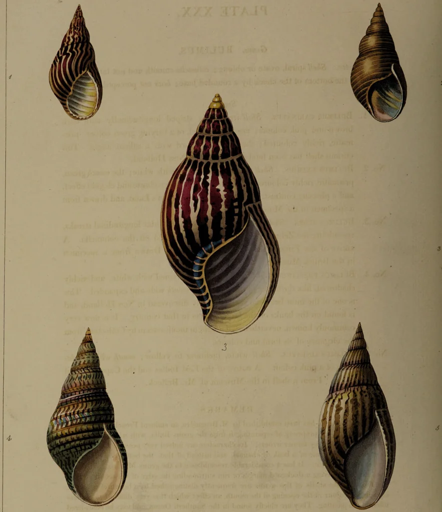 An illustration from Conchology, or the natural history of shells: containing a new arrangement of the genera and species. Illustrated by coloured engravings executed from the natural specimens, and including the latest discoveries / By George Perry., 1811, leaf 130