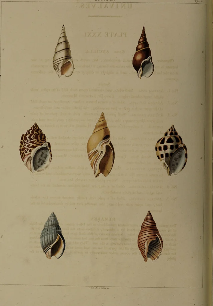 An illustration from Conchology, or the natural history of shells: containing a new arrangement of the genera and species. Illustrated by coloured engravings executed from the natural specimens, and including the latest discoveries / By George Perry., 1811, leaf 134