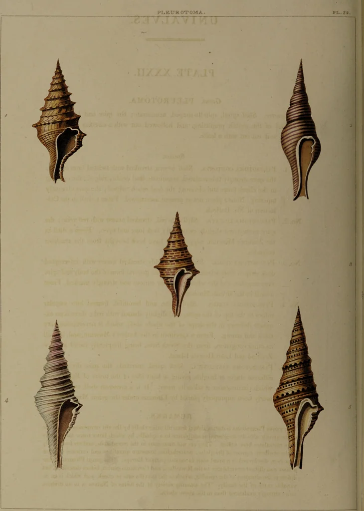 An illustration from Conchology, or the natural history of shells: containing a new arrangement of the genera and species. Illustrated by coloured engravings executed from the natural specimens, and including the latest discoveries / By George Perry., 1811, leaf 138