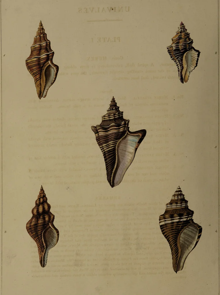 An illustration from Conchology, or the natural history of shells: containing a new arrangement of the genera and species. Illustrated by coloured engravings executed from the natural specimens, and including the latest discoveries / By George Perry., 1811, leaf 14