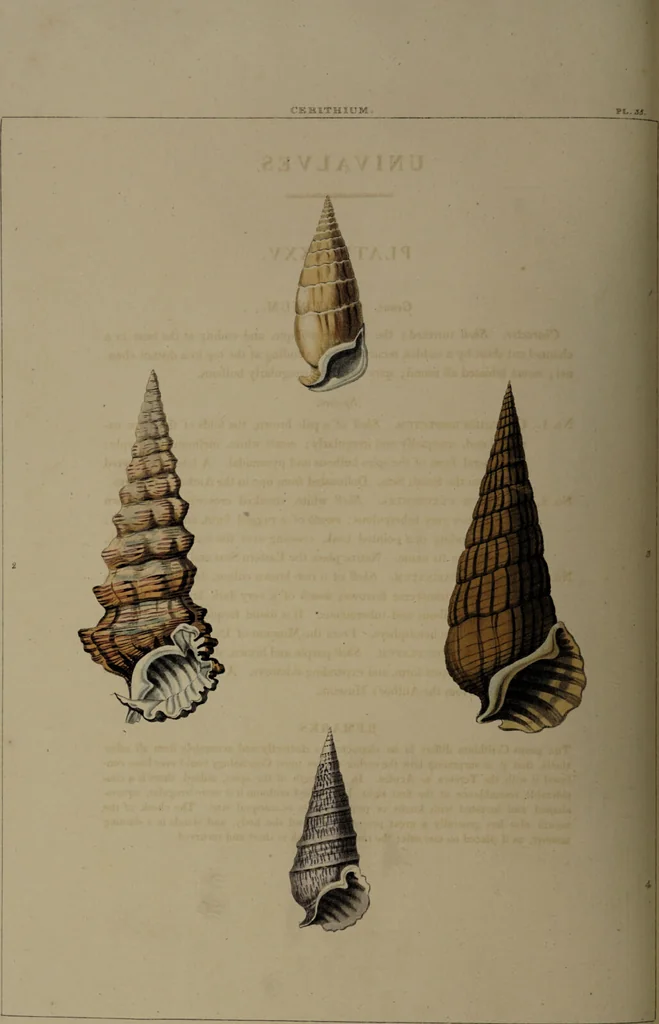 An illustration from Conchology, or the natural history of shells: containing a new arrangement of the genera and species. Illustrated by coloured engravings executed from the natural specimens, and including the latest discoveries / By George Perry., 1811, leaf 150