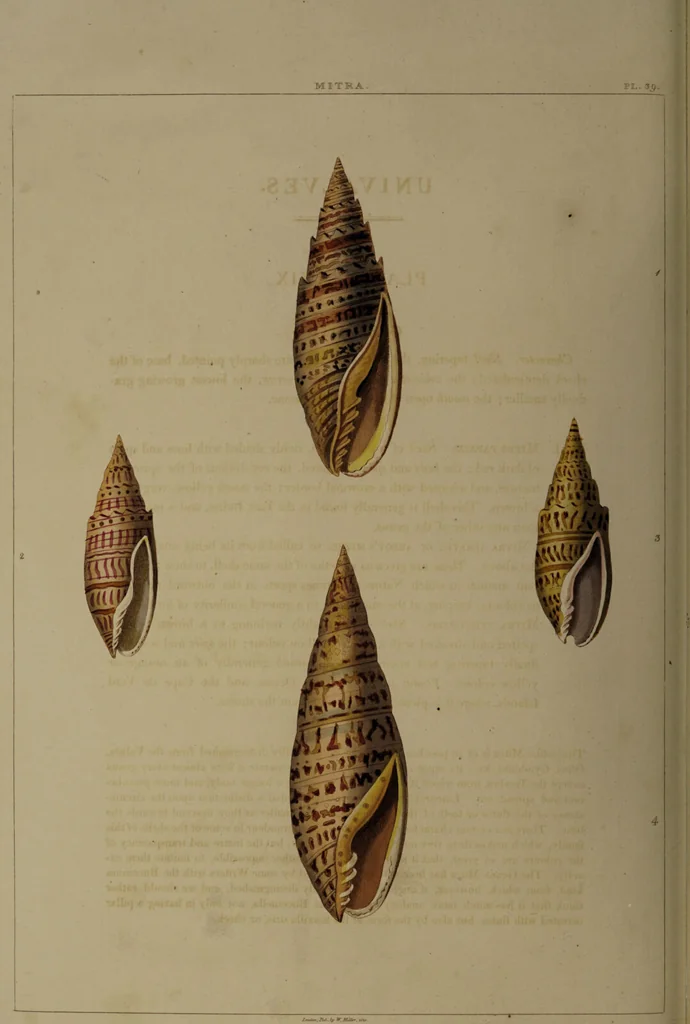 An illustration from Conchology, or the natural history of shells: containing a new arrangement of the genera and species. Illustrated by coloured engravings executed from the natural specimens, and including the latest discoveries / By George Perry., 1811, leaf 166