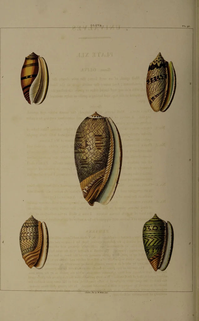An illustration from Conchology, or the natural history of shells: containing a new arrangement of the genera and species. Illustrated by coloured engravings executed from the natural specimens, and including the latest discoveries / By George Perry., 1811, leaf 174