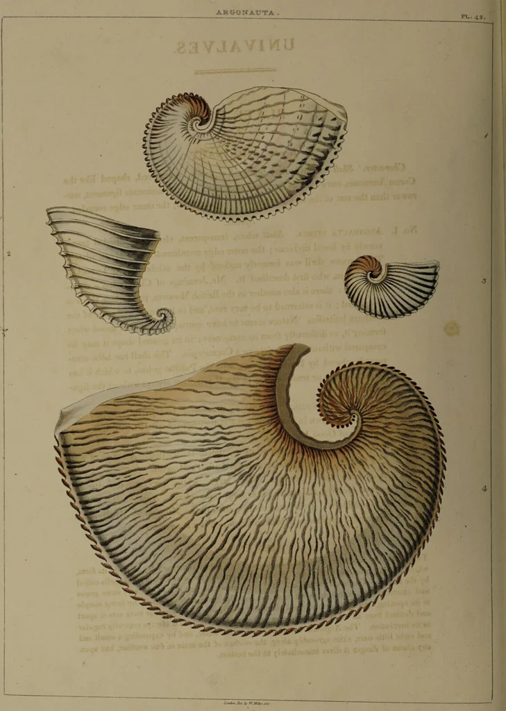 An illustration from Conchology, or the natural history of shells: containing a new arrangement of the genera and species. Illustrated by coloured engravings executed from the natural specimens, and including the latest discoveries / By George Perry., 1811, leaf 178