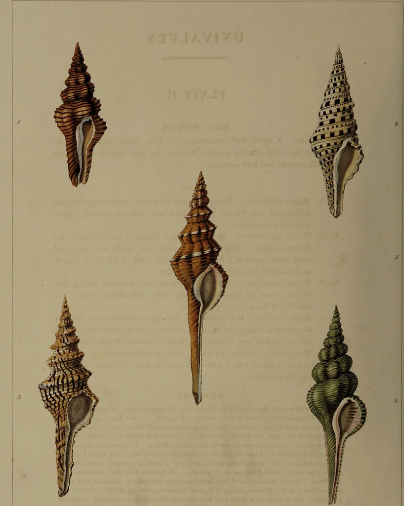 An illustration from Conchology, or the natural history of shells: containing a new arrangement of the genera and species. Illustrated by coloured engravings executed from the natural specimens, and including the latest discoveries / By George Perry., 1811, leaf 18