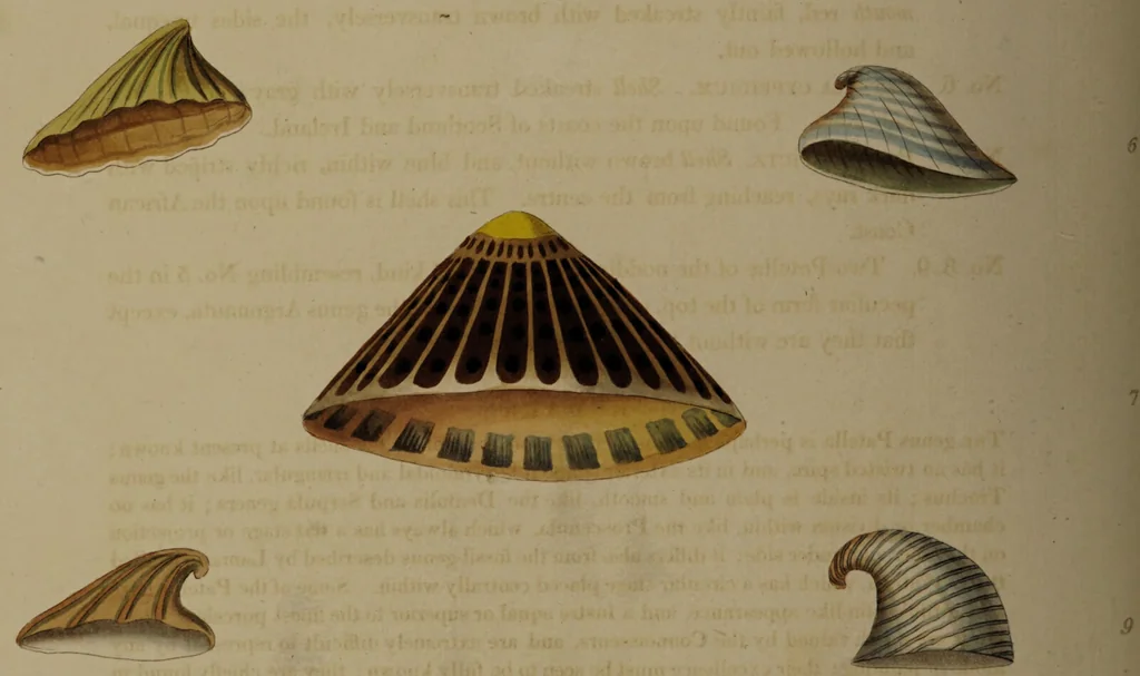 An illustration from Conchology, or the natural history of shells: containing a new arrangement of the genera and species. Illustrated by coloured engravings executed from the natural specimens, and including the latest discoveries / By George Perry., 1811, leaf 182