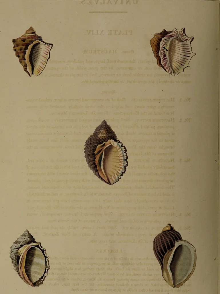 An illustration from Conchology, or the natural history of shells: containing a new arrangement of the genera and species. Illustrated by coloured engravings executed from the natural specimens, and including the latest discoveries / By George Perry., 1811, leaf 186