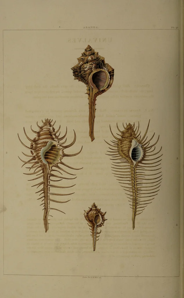 An illustration from Conchology, or the natural history of shells: containing a new arrangement of the genera and species. Illustrated by coloured engravings executed from the natural specimens, and including the latest discoveries / By George Perry., 1811, leaf 190