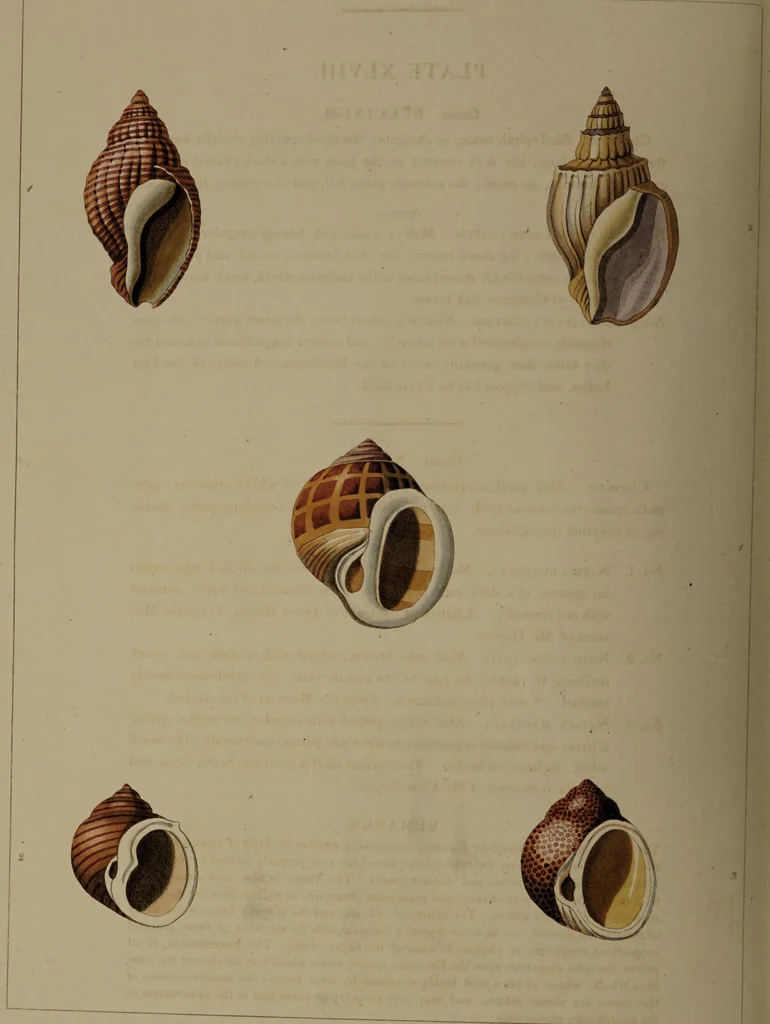 An illustration from Conchology, or the natural history of shells: containing a new arrangement of the genera and species. Illustrated by coloured engravings executed from the natural specimens, and including the latest discoveries / By George Perry., 1811, leaf 202
