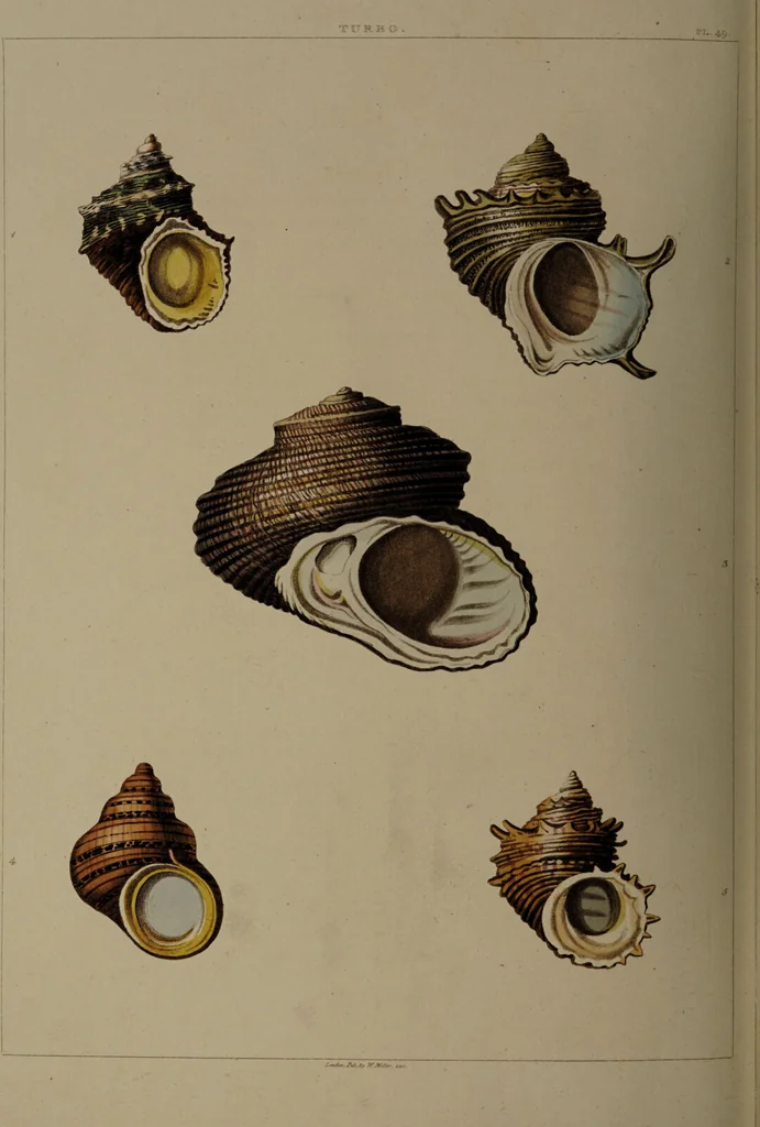 An illustration from Conchology, or the natural history of shells: containing a new arrangement of the genera and species. Illustrated by coloured engravings executed from the natural specimens, and including the latest discoveries / By George Perry., 1811, leaf 206