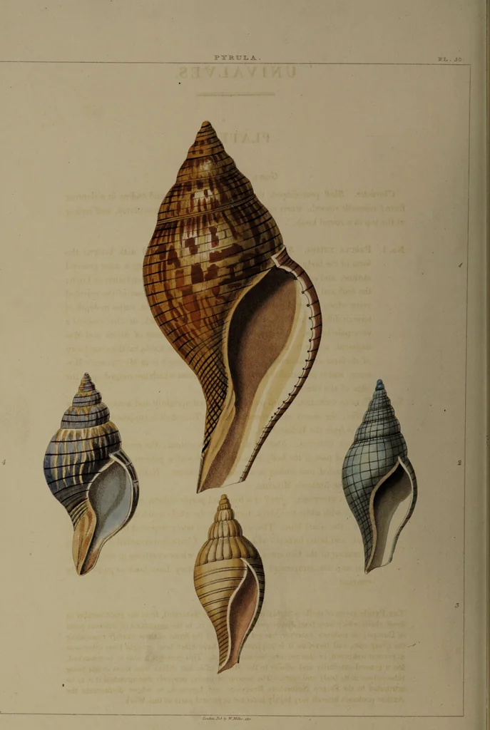An illustration from Conchology, or the natural history of shells: containing a new arrangement of the genera and species. Illustrated by coloured engravings executed from the natural specimens, and including the latest discoveries / By George Perry., 1811, leaf 210