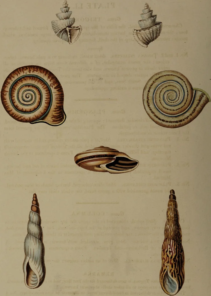 An illustration from Conchology, or the natural history of shells: containing a new arrangement of the genera and species. Illustrated by coloured engravings executed from the natural specimens, and including the latest discoveries / By George Perry., 1811, leaf 214