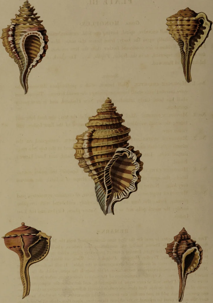 An illustration from Conchology, or the natural history of shells: containing a new arrangement of the genera and species. Illustrated by coloured engravings executed from the natural specimens, and including the latest discoveries / By George Perry., 1811, leaf 22