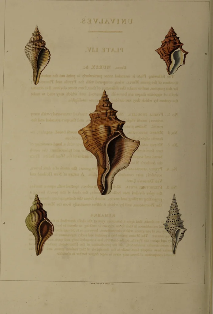 An illustration from Conchology, or the natural history of shells: containing a new arrangement of the genera and species. Illustrated by coloured engravings executed from the natural specimens, and including the latest discoveries / By George Perry., 1811, leaf 226
