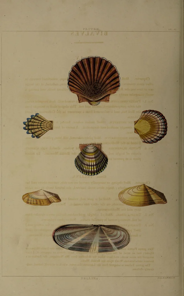An illustration from Conchology, or the natural history of shells: containing a new arrangement of the genera and species. Illustrated by coloured engravings executed from the natural specimens, and including the latest discoveries / By George Perry., 1811, leaf 230