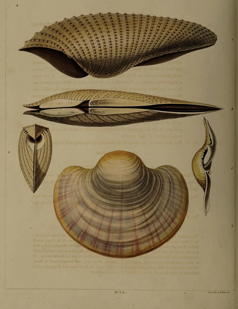 An illustration from Conchology, or the natural history of shells: containing a new arrangement of the genera and species. Illustrated by coloured engravings executed from the natural specimens, and including the latest discoveries / By George Perry., 1811, leaf 234