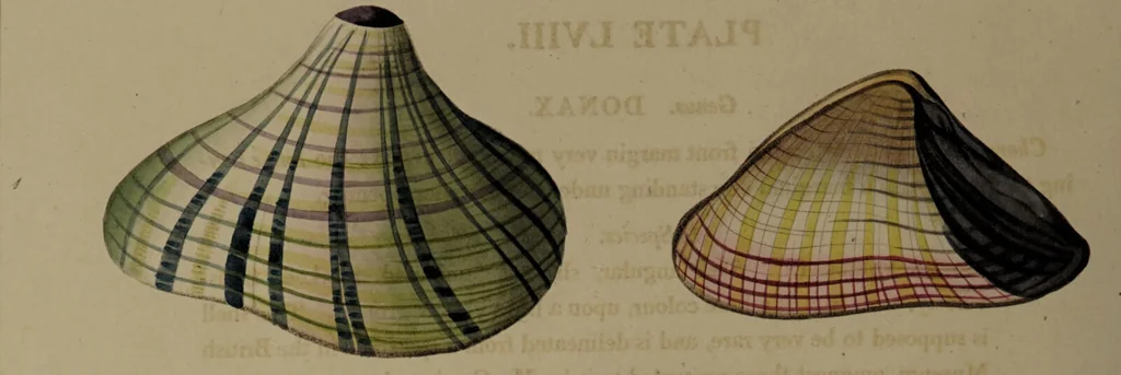 An illustration from Conchology, or the natural history of shells: containing a new arrangement of the genera and species. Illustrated by coloured engravings executed from the natural specimens, and including the latest discoveries / By George Perry., 1811, leaf 242