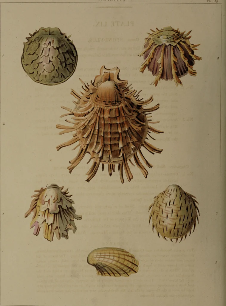 An illustration from Conchology, or the natural history of shells: containing a new arrangement of the genera and species. Illustrated by coloured engravings executed from the natural specimens, and including the latest discoveries / By George Perry., 1811, leaf 246