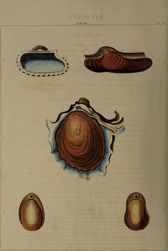 An illustration from Conchology, or the natural history of shells: containing a new arrangement of the genera and species. Illustrated by coloured engravings executed from the natural specimens, and including the latest discoveries / By George Perry., 1811, leaf 250