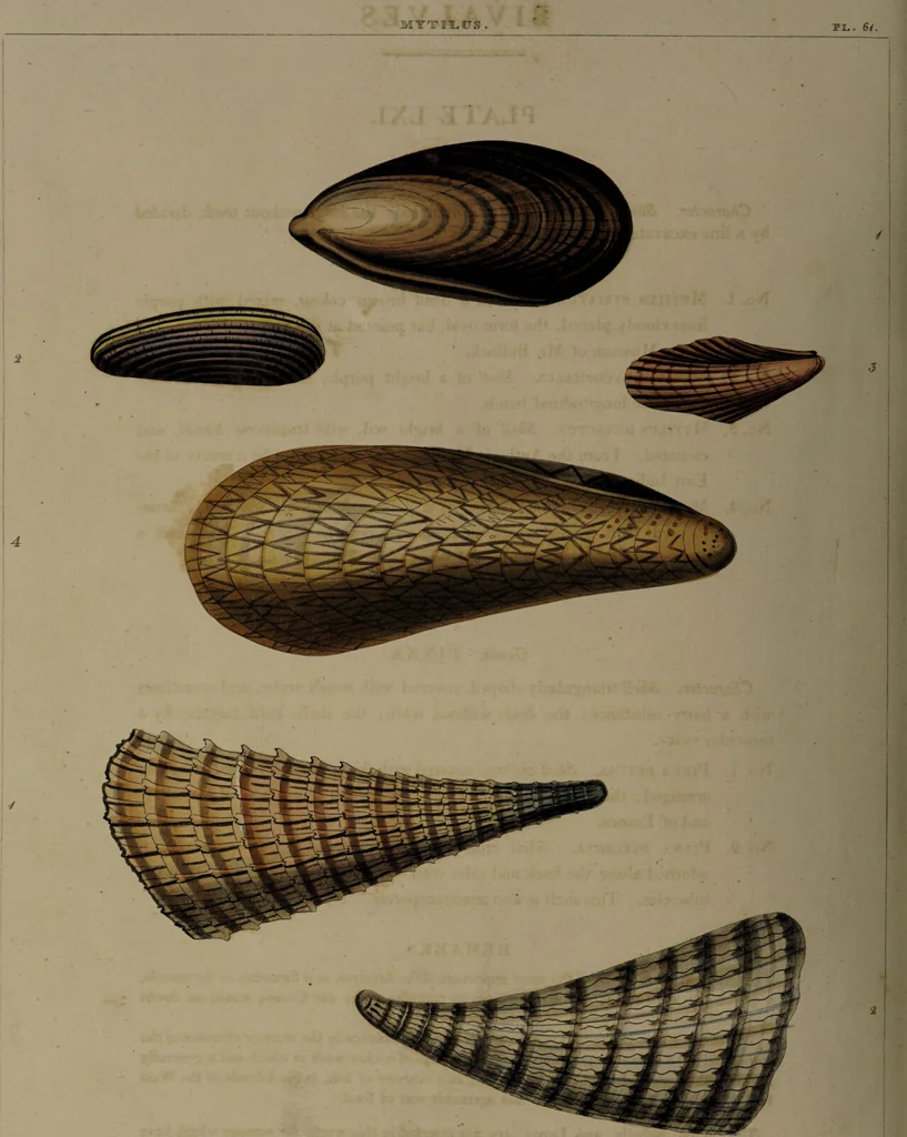 An illustration from Conchology, or the natural history of shells: containing a new arrangement of the genera and species. Illustrated by coloured engravings executed from the natural specimens, and including the latest discoveries / By George Perry., 1811, leaf 254