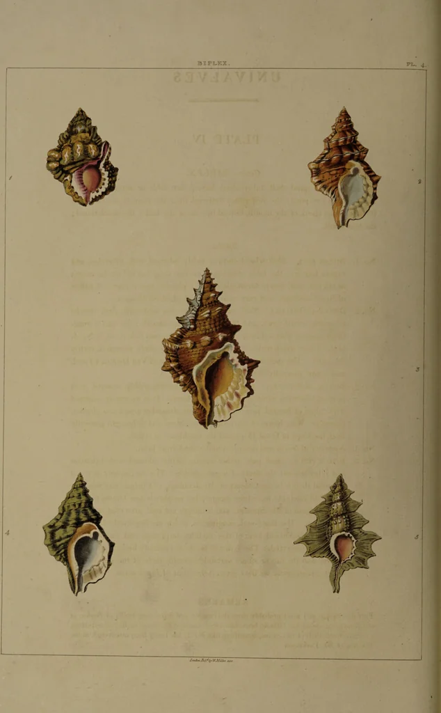 An illustration from Conchology, or the natural history of shells: containing a new arrangement of the genera and species. Illustrated by coloured engravings executed from the natural specimens, and including the latest discoveries / By George Perry., 1811, leaf 26