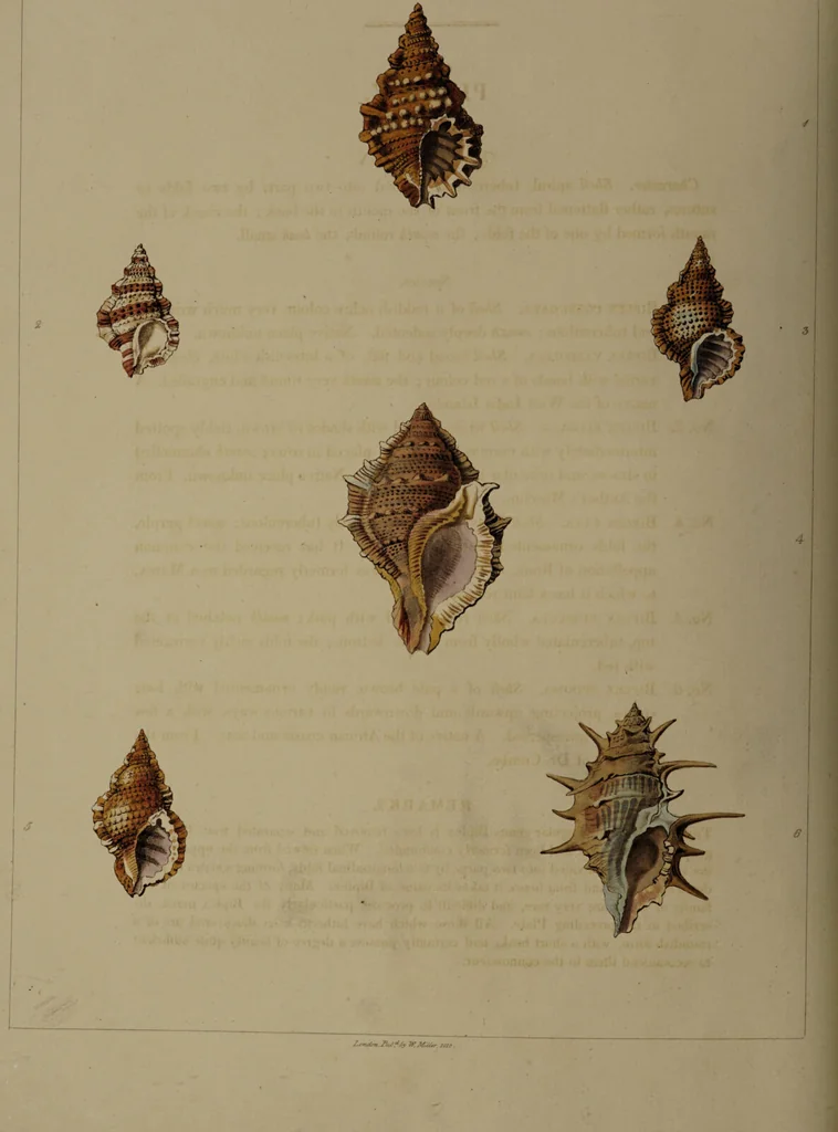 An illustration from Conchology, or the natural history of shells: containing a new arrangement of the genera and species. Illustrated by coloured engravings executed from the natural specimens, and including the latest discoveries / By George Perry., 1811, leaf 30