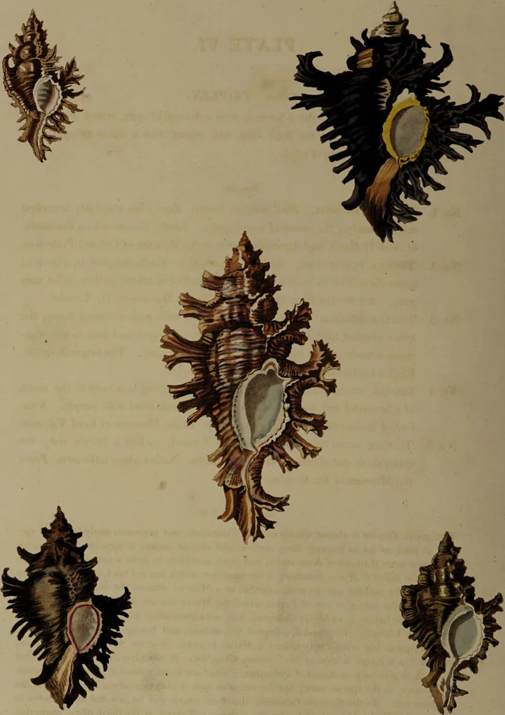 An illustration from Conchology, or the natural history of shells: containing a new arrangement of the genera and species. Illustrated by coloured engravings executed from the natural specimens, and including the latest discoveries / By George Perry., 1811, leaf 34