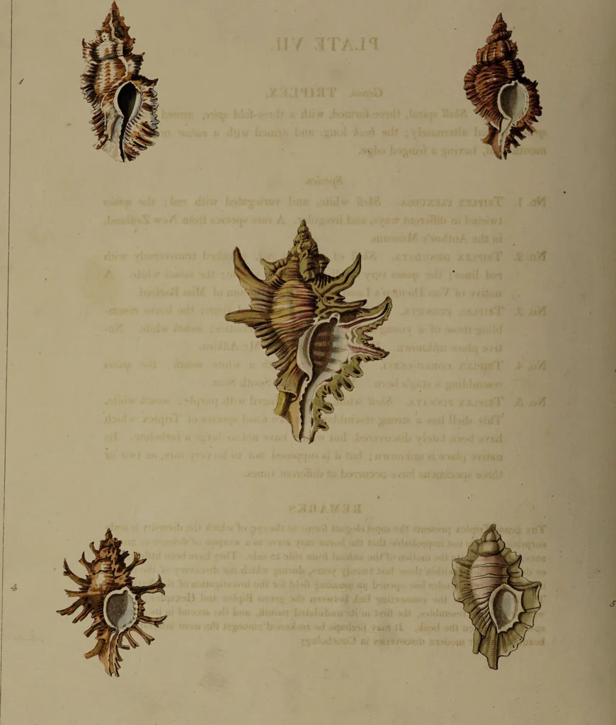An illustration from Conchology, or the natural history of shells: containing a new arrangement of the genera and species. Illustrated by coloured engravings executed from the natural specimens, and including the latest discoveries / By George Perry., 1811, leaf 38
