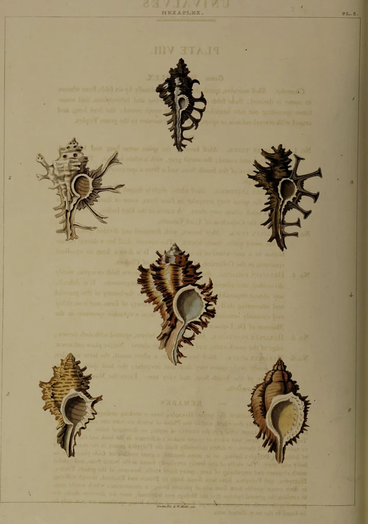 An illustration from Conchology, or the natural history of shells: containing a new arrangement of the genera and species. Illustrated by coloured engravings executed from the natural specimens, and including the latest discoveries / By George Perry., 1811, leaf 42