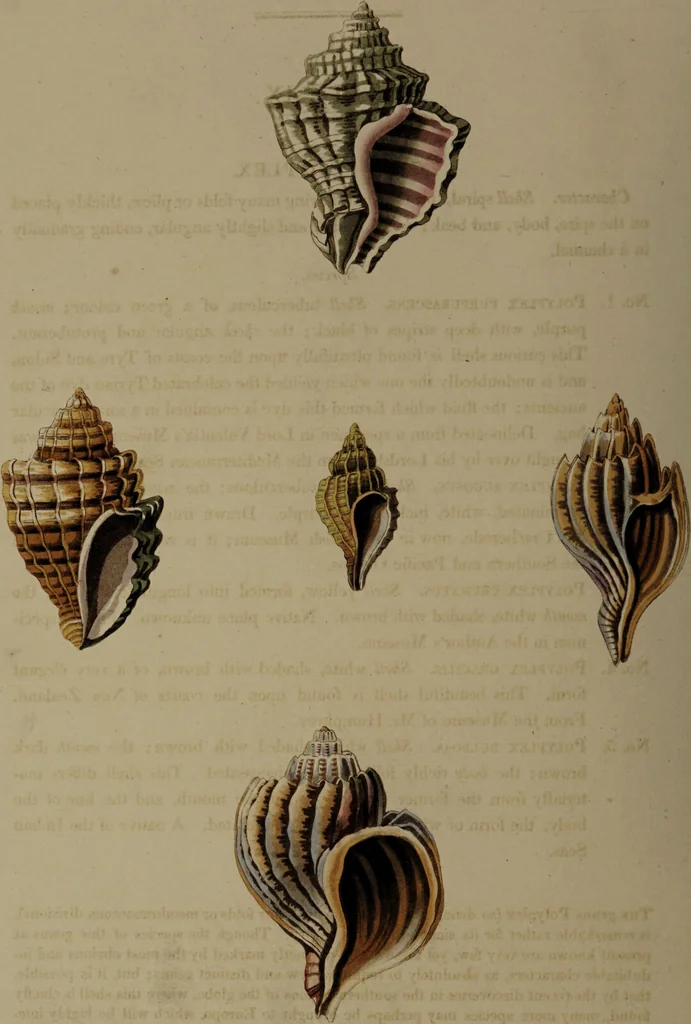 An illustration from Conchology, or the natural history of shells: containing a new arrangement of the genera and species. Illustrated by coloured engravings executed from the natural specimens, and including the latest discoveries / By George Perry., 1811, leaf 46