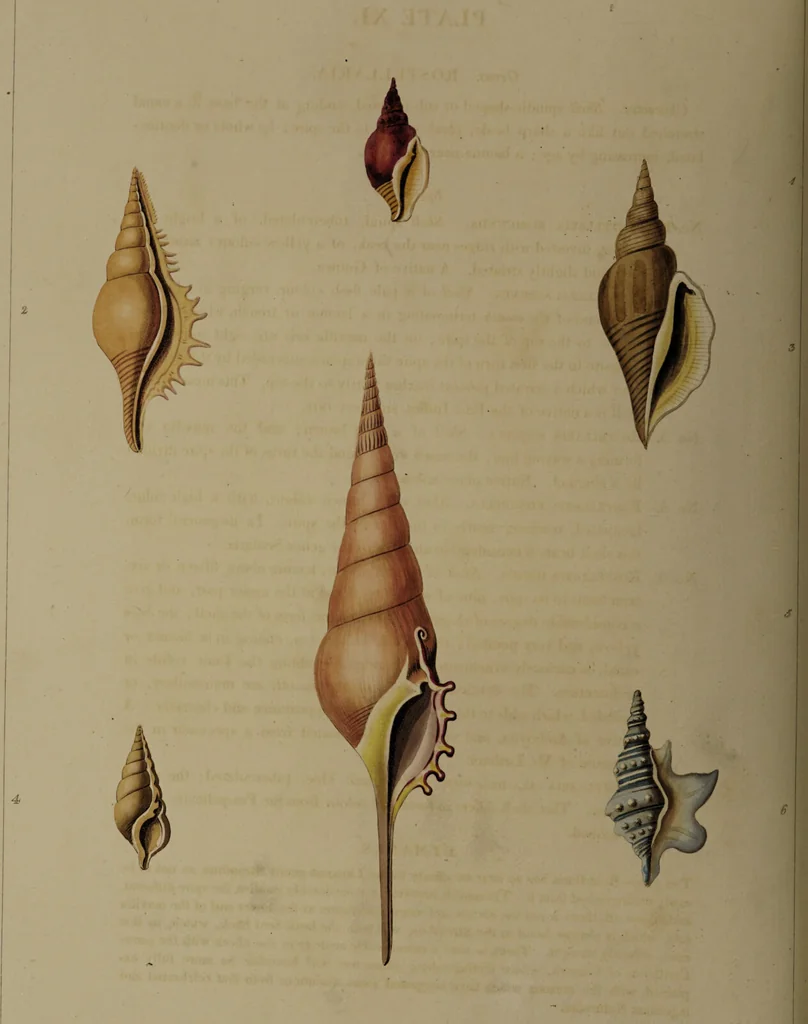 An illustration from Conchology, or the natural history of shells: containing a new arrangement of the genera and species. Illustrated by coloured engravings executed from the natural specimens, and including the latest discoveries / By George Perry., 1811, leaf 54