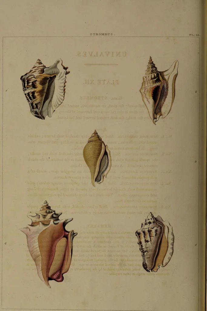 An illustration from Conchology, or the natural history of shells: containing a new arrangement of the genera and species. Illustrated by coloured engravings executed from the natural specimens, and including the latest discoveries / By George Perry., 1811, leaf 58
