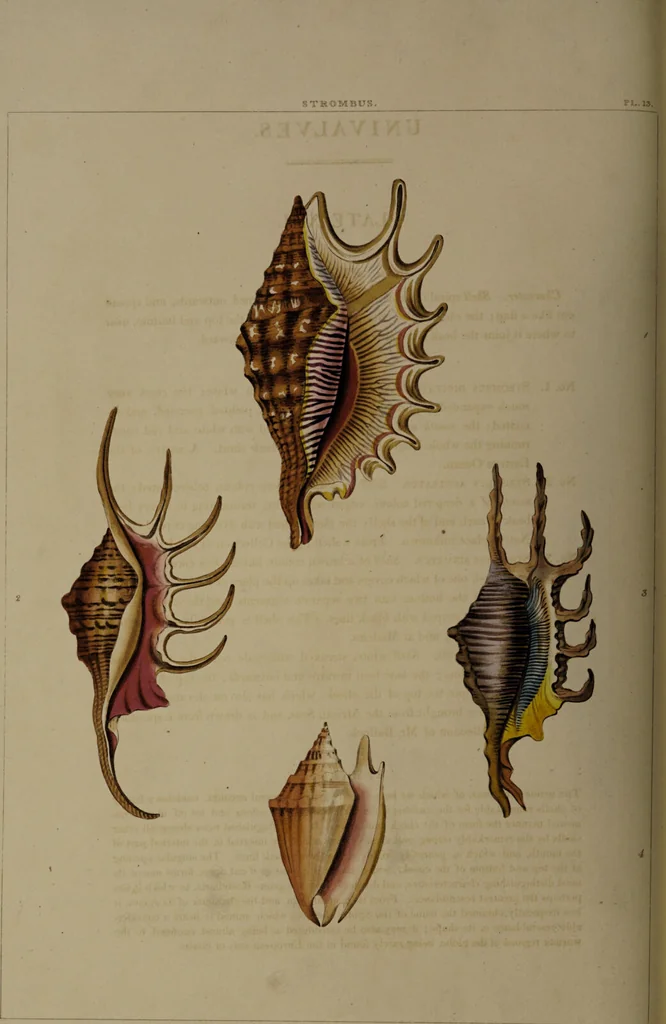 An illustration from Conchology, or the natural history of shells: containing a new arrangement of the genera and species. Illustrated by coloured engravings executed from the natural specimens, and including the latest discoveries / By George Perry., 1811, leaf 62