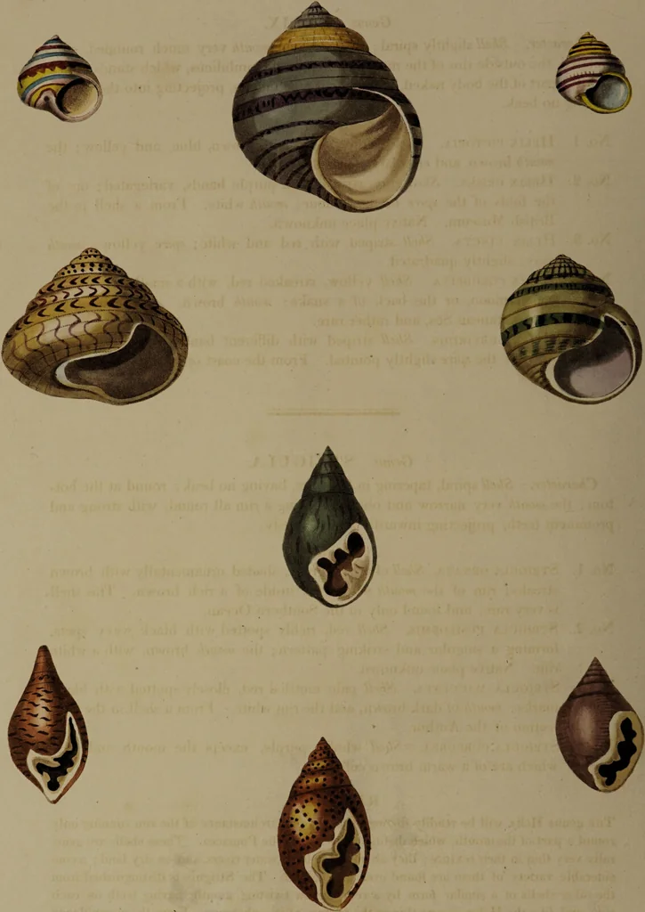 An illustration from Conchology, or the natural history of shells: containing a new arrangement of the genera and species. Illustrated by coloured engravings executed from the natural specimens, and including the latest discoveries / By George Perry., 1811, leaf 70
