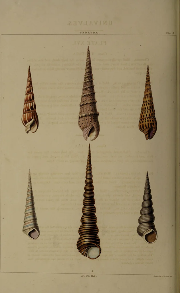 An illustration from Conchology, or the natural history of shells: containing a new arrangement of the genera and species. Illustrated by coloured engravings executed from the natural specimens, and including the latest discoveries / By George Perry., 1811, leaf 74