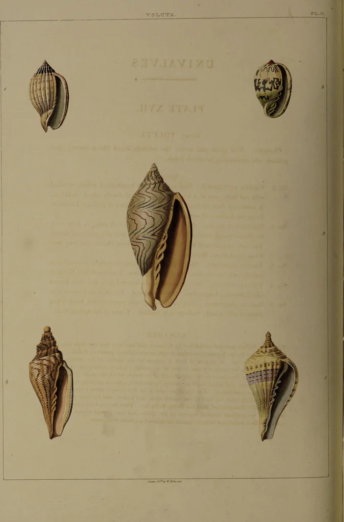 An illustration from Conchology, or the natural history of shells: containing a new arrangement of the genera and species. Illustrated by coloured engravings executed from the natural specimens, and including the latest discoveries / By George Perry., 1811, leaf 78