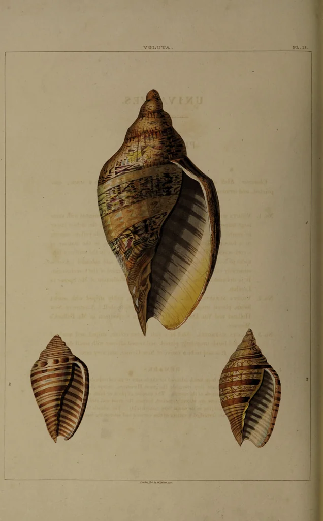 An illustration from Conchology, or the natural history of shells: containing a new arrangement of the genera and species. Illustrated by coloured engravings executed from the natural specimens, and including the latest discoveries / By George Perry., 1811, leaf 82