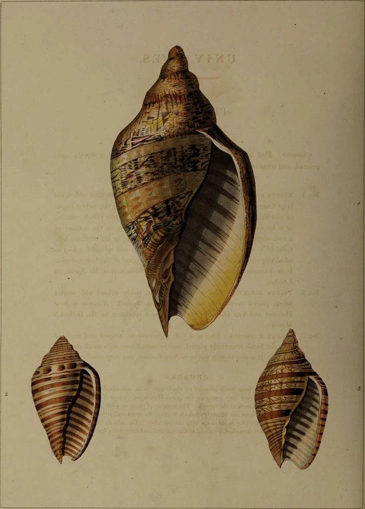 An illustration from Conchology, or the natural history of shells: containing a new arrangement of the genera and species. Illustrated by coloured engravings executed from the natural specimens, and including the latest discoveries / By George Perry., 1811, leaf 82