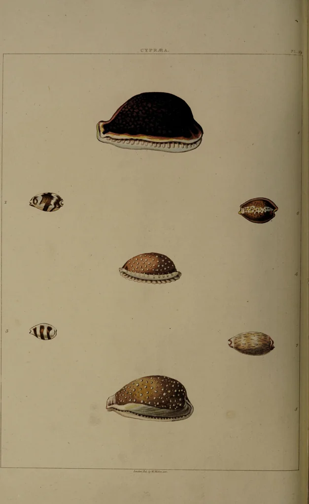 An illustration from Conchology, or the natural history of shells: containing a new arrangement of the genera and species. Illustrated by coloured engravings executed from the natural specimens, and including the latest discoveries / By George Perry., 1811, leaf 86