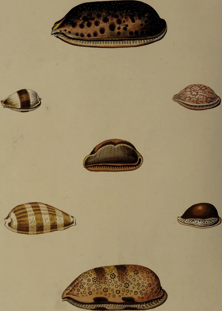 An illustration from Conchology, or the natural history of shells: containing a new arrangement of the genera and species. Illustrated by coloured engravings executed from the natural specimens, and including the latest discoveries / By George Perry., 1811, leaf 90