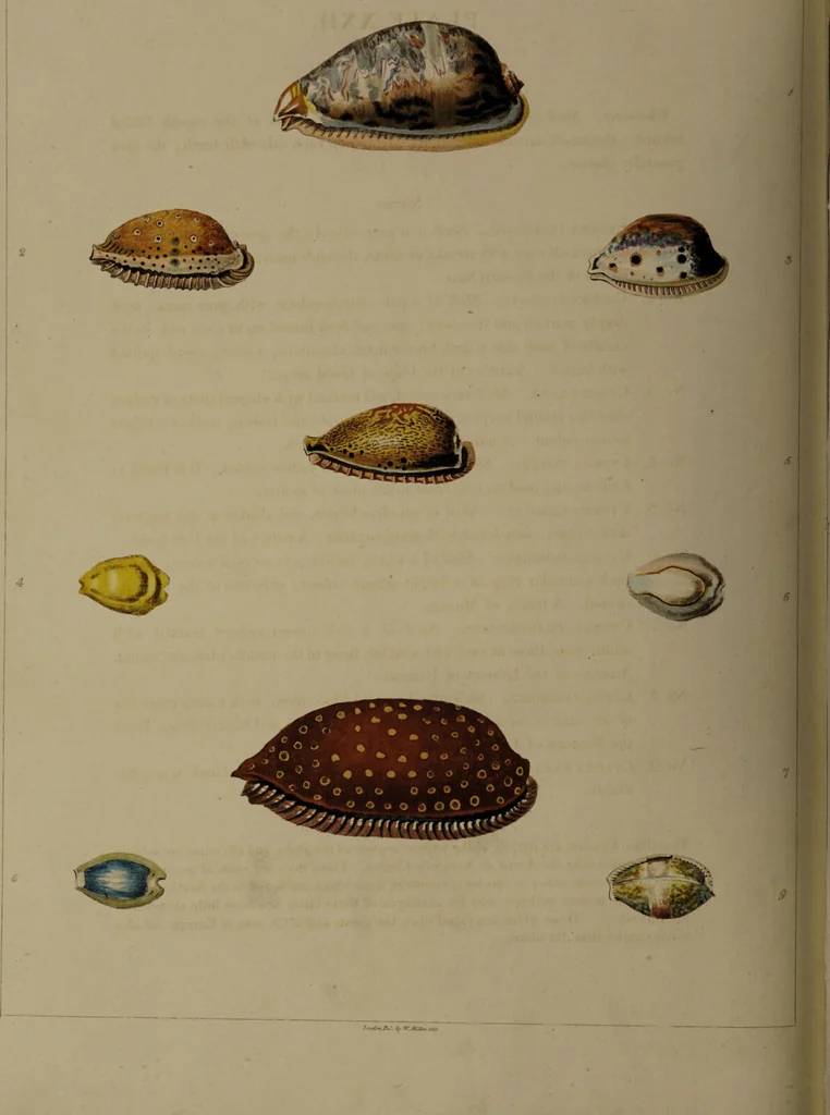 An illustration from Conchology, or the natural history of shells: containing a new arrangement of the genera and species. Illustrated by coloured engravings executed from the natural specimens, and including the latest discoveries / By George Perry., 1811, leaf 98