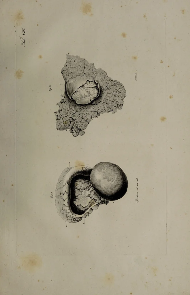An illustration from Die Gebärmutter und das Ei des Menschen in den ersten Schwangerschaftsmonaten : nach der Natur dargestellt / von Burkhard Wilhelm Seiler. Mit zwölf Kupfertafeln., 1832, leaf 63