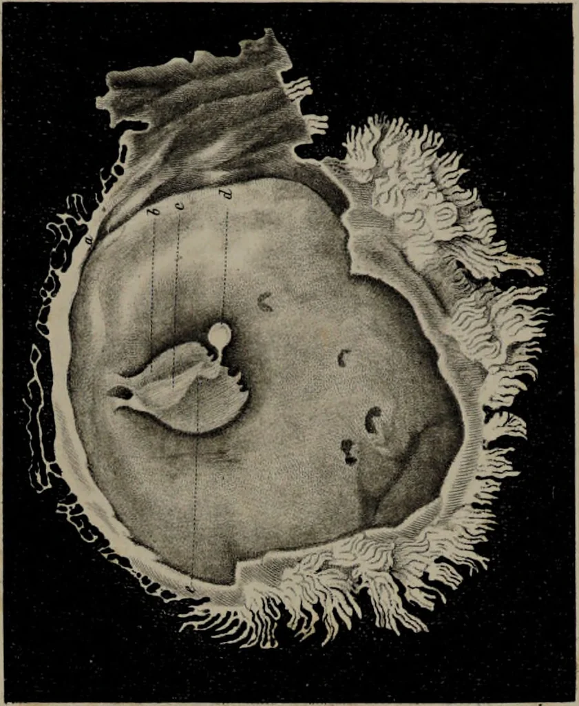 An illustration from Die Gebärmutter und das Ei des Menschen in den ersten Schwangerschaftsmonaten : nach der Natur dargestellt / von Burkhard Wilhelm Seiler. Mit zwölf Kupfertafeln., 1832, leaf 65